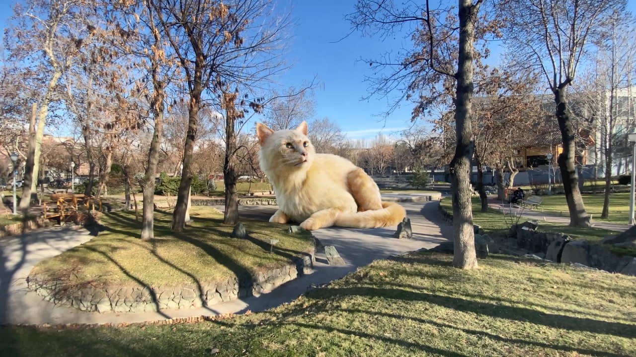 GIANT Cat